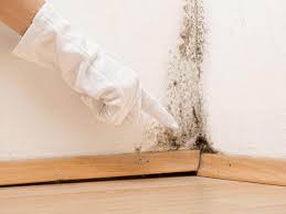 Professional Mold Removal & Remediation in Second Mesa, AZ